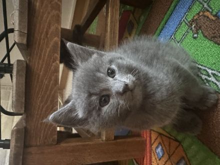 Maine Coon Mix Kätzchen