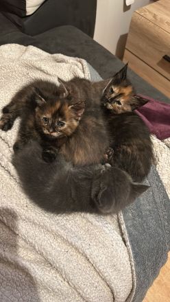 Maine Coon Mix Kätzchen