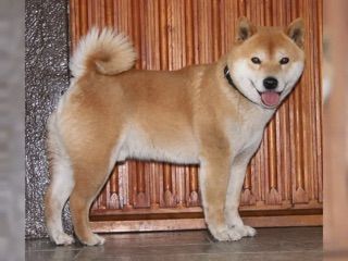 Traumhafte Shiba Inu Welpen