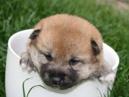 Traumhafte Shiba Inu Welpen