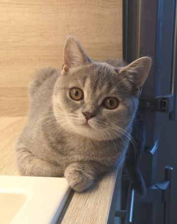 BKH Kitten aus liebevoller Hobbyzucht mit Stammbaum