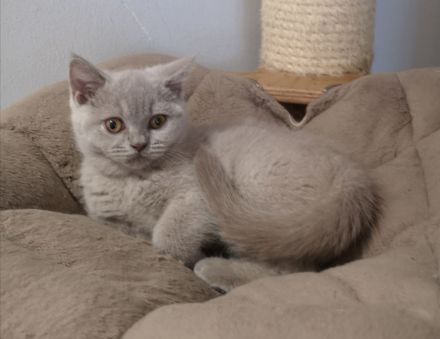 BKH Kitten aus liebevoller Hobbyzucht mit Stammbaum