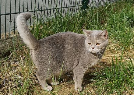 BKH Kitten aus liebevoller Hobbyzucht mit Stammbaum