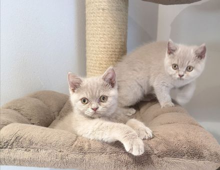 BKH Kitten aus liebevoller Hobbyzucht mit Stammbaum