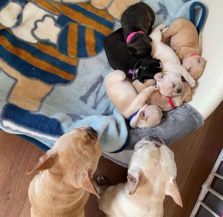 Outstanding litter of French Bulldog Puppies looking for their forever homes