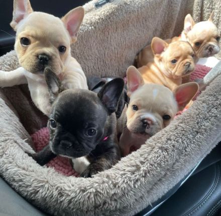 Outstanding litter of French Bulldog Puppies looking for their forever homes
