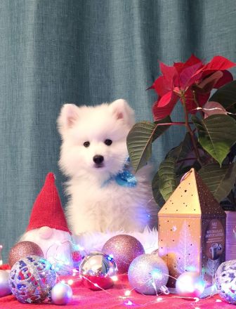 Japanische Spitzwelpen