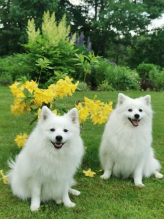 Japanische Spitzwelpen