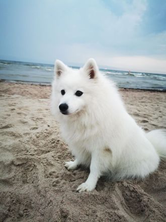 Japanische Spitzwelpen