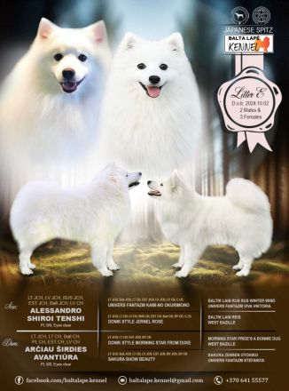 Japanische Spitzwelpen