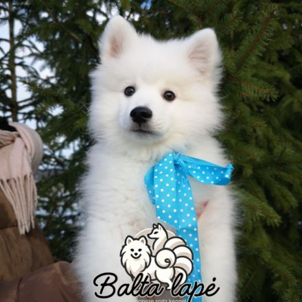 Japanische Spitzwelpen