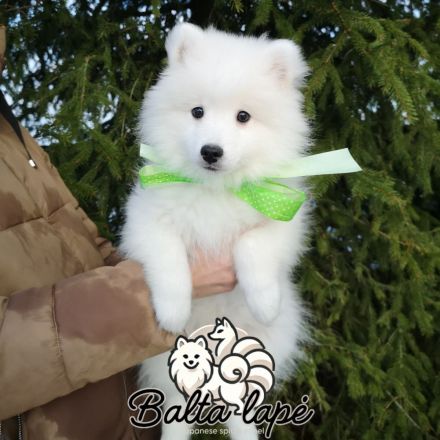 Japanische Spitzwelpen