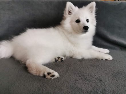 Japanische Spitzwelpen