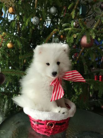 Japanische Spitzwelpen