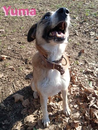 Yuma, geb. 03/22 - soziales Husky-Mix-Mädel sucht Familie, gern mit Kindern