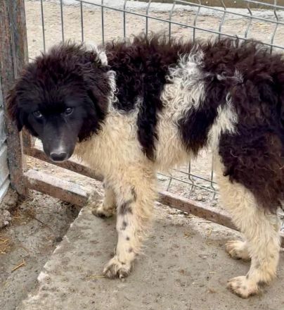 Maja sucht ihr für immer Zuhause