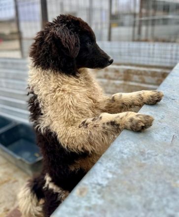 Maja sucht ihr für immer Zuhause