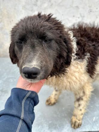 Maja sucht ihr für immer Zuhause