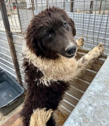 Maja sucht ihr für immer Zuhause