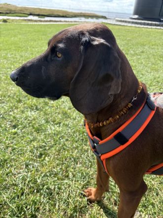 Deckrüde Bayrischer Gebirgsschweißhund