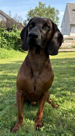 Deckrüde Bayrischer Gebirgsschweißhund