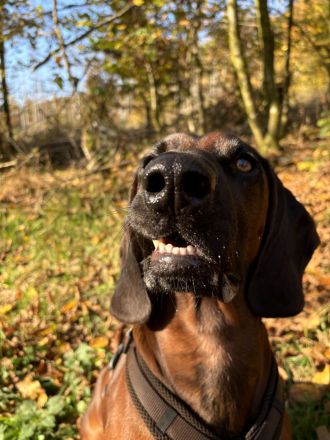 Deckrüde Bayrischer Gebirgsschweißhund