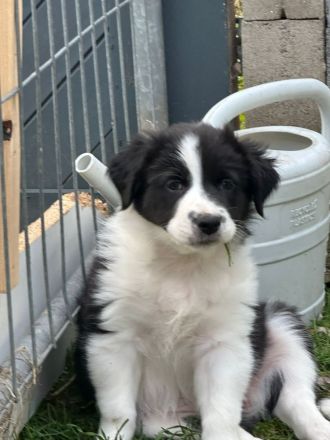 Australien Shepherd Welpen, 3  Rüden suchen noch ….