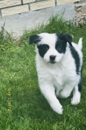 Australien Shepherd Welpen, 3  Rüden suchen noch ….