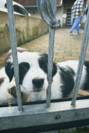 Australien Shepherd Welpen, 3  Rüden suchen noch ….