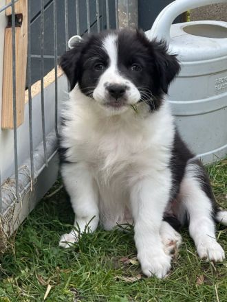 Australien Shepherd Welpen, 3  Rüden suchen noch ….