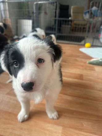 Australien Shepherd Welpen, 3  Rüden suchen noch ….