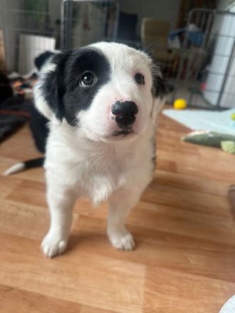 Australien Shepherd Welpen, 3  Rüden suchen noch ….