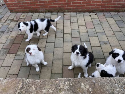 Australien Shepherd Welpen, 3  Rüden suchen noch ….