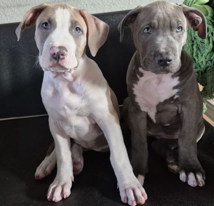 Reinrassige American Bully Welpen