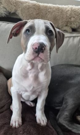 Reinrassige American Bully Welpen