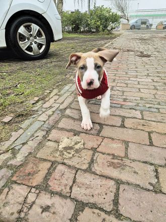 Reinrassige American Bully Welpen