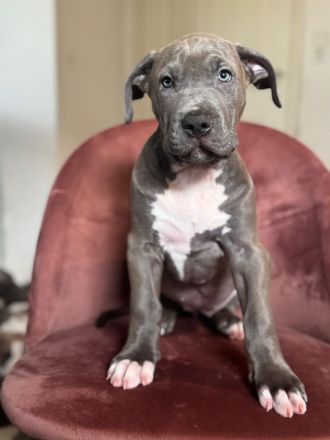 Reinrassige American Bully Welpen