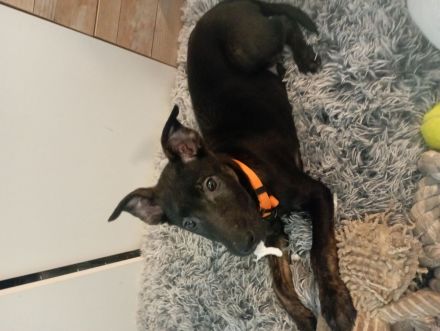 Wunderschönes X Herder Mädchen sucht noch eine liebe Familie