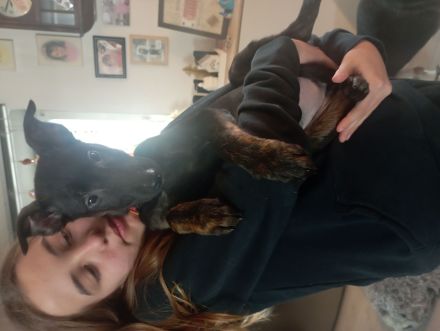 Wunderschönes X Herder Mädchen sucht noch eine liebe Familie