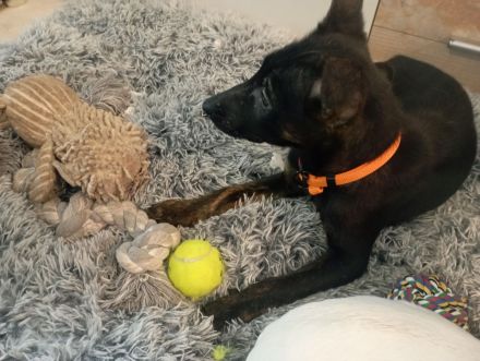 Wunderschönes X Herder Mädchen sucht noch eine liebe Familie