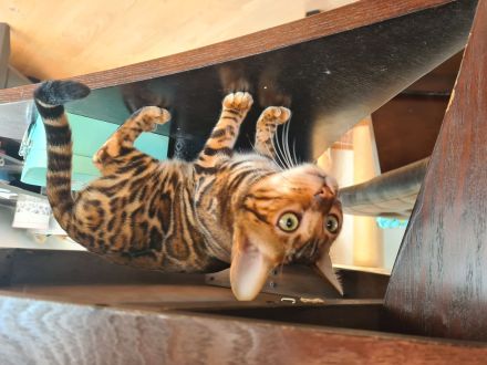 Bengal Katerchen
