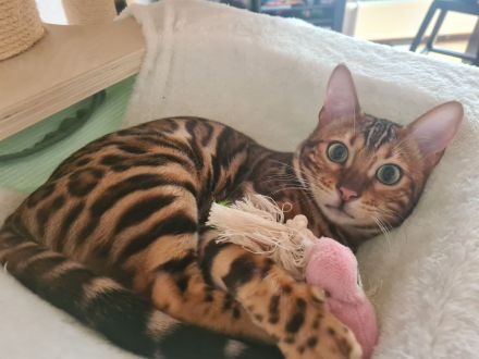 Bengal Katerchen