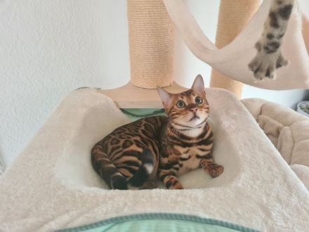 Bengal Katerchen