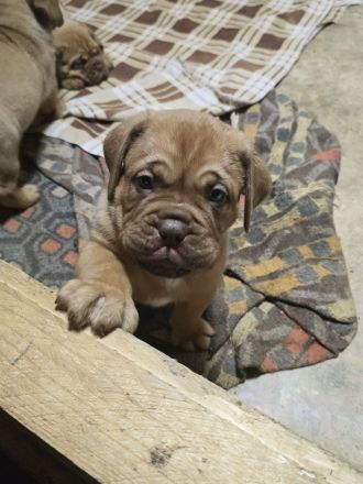 Bordeauxdoggen Welpen