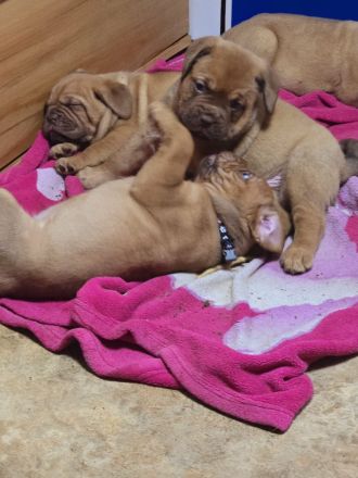 Bordeauxdoggen Welpen