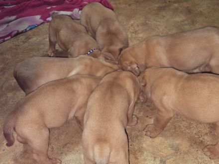 Bordeauxdoggen Welpen