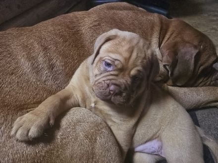 Bordeauxdoggen Welpen