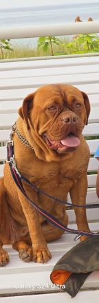 Bordeauxdoggen Welpen