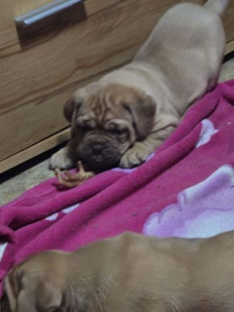 Bordeauxdoggen Welpen