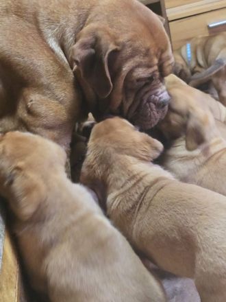 Bordeauxdoggen Welpen